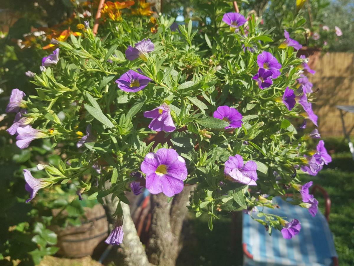 Casa Istria Βίλα Buje Εξωτερικό φωτογραφία